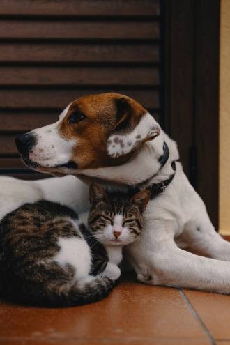 Als kat & hond : 6 adviezen
